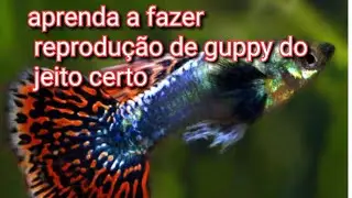 ( REVELADO ) Como fazer reprodução de guppy -DAVI AQUARISMO (compartilhe)