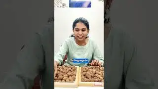 What makes these Nepal Rudrakshas so special? | RudraTree Rudraksha and Gemstones