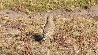 Minero (Geositta cunicularia cunicularia)