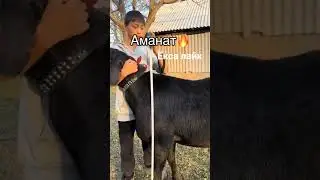 #arashan #qirgizston #original #тикток #arashanuz #goat #reels #uzb #arashan #арашан #лайк