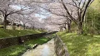 sakura2021 #shorts