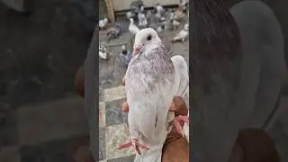 😲pigeon growth very fast😯#youtube#short#video#viral#youtube#Arshid#pigeon#
