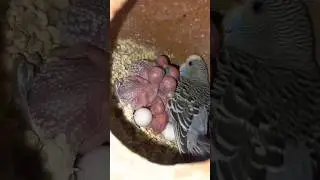 Australian Baby || Australian Birds Colony || Australian Birds setup #zeeshanbirds