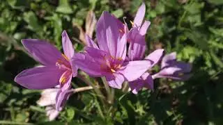 Season 14 Episode 6 - Growing Saffron of Austria