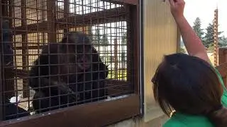 Positive Reinforcement Training with rescued chimpanzee Negra