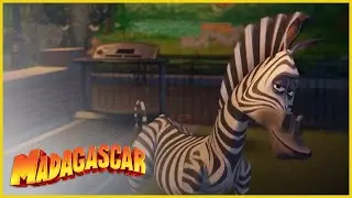 DreamWorks Madagascar em Português | Vamos a salir de aquí | Dibujos Animados Para Niños