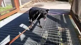 Kona crossing a grated bridge for the first time