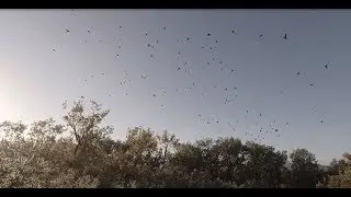 belle pose de palombes en palombiere 2017