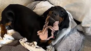 Adorable Doberman Puppy Loves To Help Parent Around the House