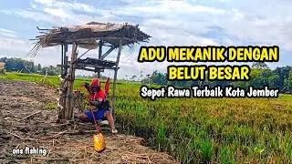ADU MEKANIK DENGAN BELUT BESAR SUPER GANAS DSPOT RAWA KOTA JEMBER