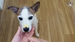 Amazing Pets Compilation 2016   Funny animals fails 2016