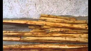 Introduction to cinnamon industry in Sri Lanka