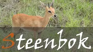Steenbok (Raphicerus campestris) Video From The Kruger National Park | Stories Of The Kruger