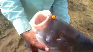 Awesome Giant katla fish catching fidar pop-up best fishing amazing fishing..