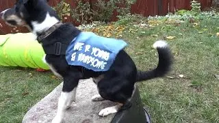 SHELTER DOG DEMO