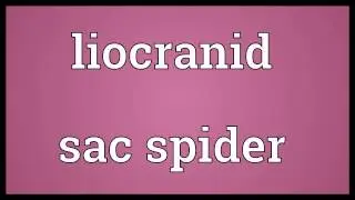 Liocranid sac spider Meaning