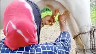 cow milking/cow milking hand village cow 🐄 by hands milking  village life