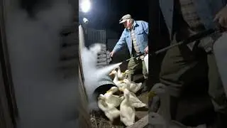 🐍🔥 Farmer Fights Python to Save Ducks #Snake #Python #Rescue