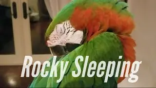 Ever See A Parrot Sleep? My Macaw Sleeping | PARROT VIDEO OF THE DAY