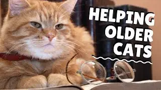 Slowing Down The Feline Aging Process | Two Crazy Cat Ladies
