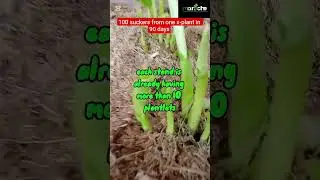Rapid multiplication progress: 14 days after reactivation of primary buds #manichefarms #plantain