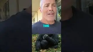Gorillas Burp to Express Happiness  Surprising Animal Behaviors