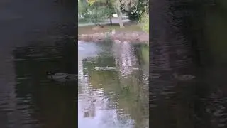 Water fountain