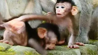 L-ook at poor baby  running and falling head over heels while mom monkey  does not care a-bout her.!