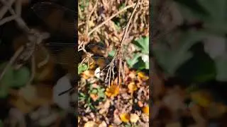 Vretence u jesen / Dragonfly in autumn #podravina #nature #dragonfly #autumn #sunnyday #insect #zen