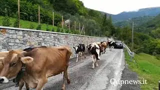 Segusino - Transumanza da malga Molvine Binot