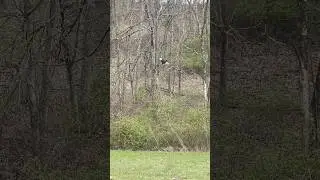 Eagle vs Turkey call