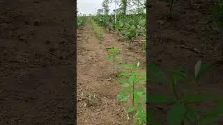 #Tea Garden# Green Crop is planted for Shade in newly tea planted area it is very important.