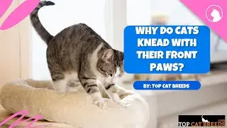 Why Do Cats Knead With Their Front Paws | Top Cat Breeds
