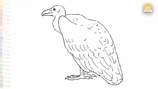 Griffon vulture drawing easy | Birds outline sketches | How to draw A Griffon vulture step by step