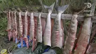 Как разделывает для вяления пойманную сетями кету (Oncorhynchus keta) рыбак из Залива Кука (Аляска)?