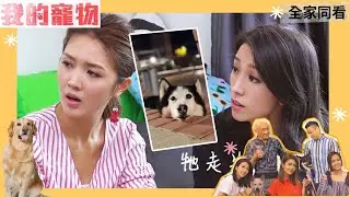 咬梳化、唔服從，狗狗有分離焦慮症怎麼辦？ | 我的寵物 | 姚子羚、陳庭欣、崔建邦、鄧卓殷、李家鼎 | TVB 親子節目 | 寵物節目