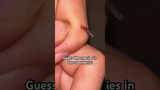 Let&rsquo;s see who can get it right! #ants #identification #viewerengagement #shorts