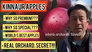 Why Kinnaur Apples Are So Expensive? | Real Himalayan Orchard Story // Boris Orchards Kinnaur 
