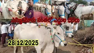 ఎమ్మిగనూర్ మార్కెట్ ఎద్దులకు పలికిన రేట్లు emmiganur Sunday Bull's video's 