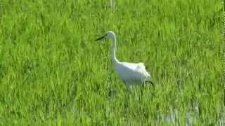 中白鷺 Intermediate Egret - 覓食