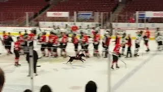 Dog runs on ice at United Center