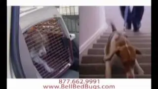 Bell Bed Bugs- Fireman- send in the professionals!