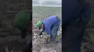 The Incredible Skill of a Pineapple Farmer