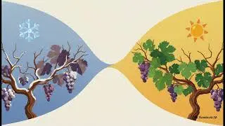 Chablis: Unearthing the Purity of Chardonnay
