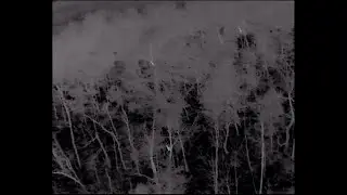 Thermal Drone Roosted Turkeys