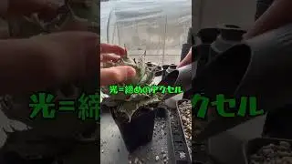 シーザー 植替 塊根植物 灌木 多肉植物 アガベ #short #agave #観葉植物 #indoorplants #plants #plant #succulent #植物 #cactus