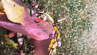 Kitchen&rsquo;s Waste for animals 
