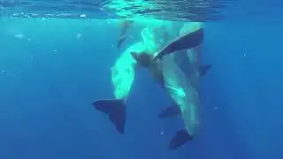 Whales 