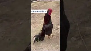 #redrooster #highqulity #fastfighter #killmachine #bestaseel #murga#faizan #aseel #farm
