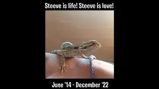 Life Of Tom: Tribute To Steeve 🐉